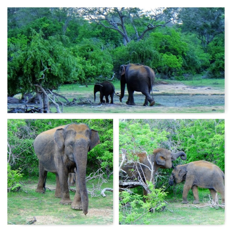 phototasticcollage-2016-11-17-03-53-27